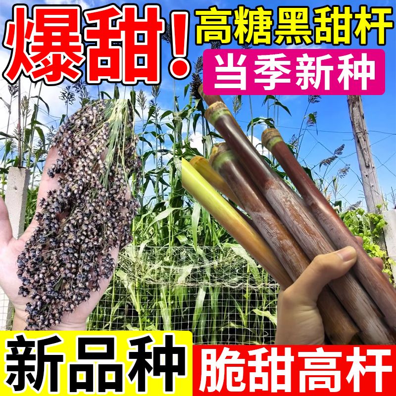 新款懒人专用甜杆种籽南北
