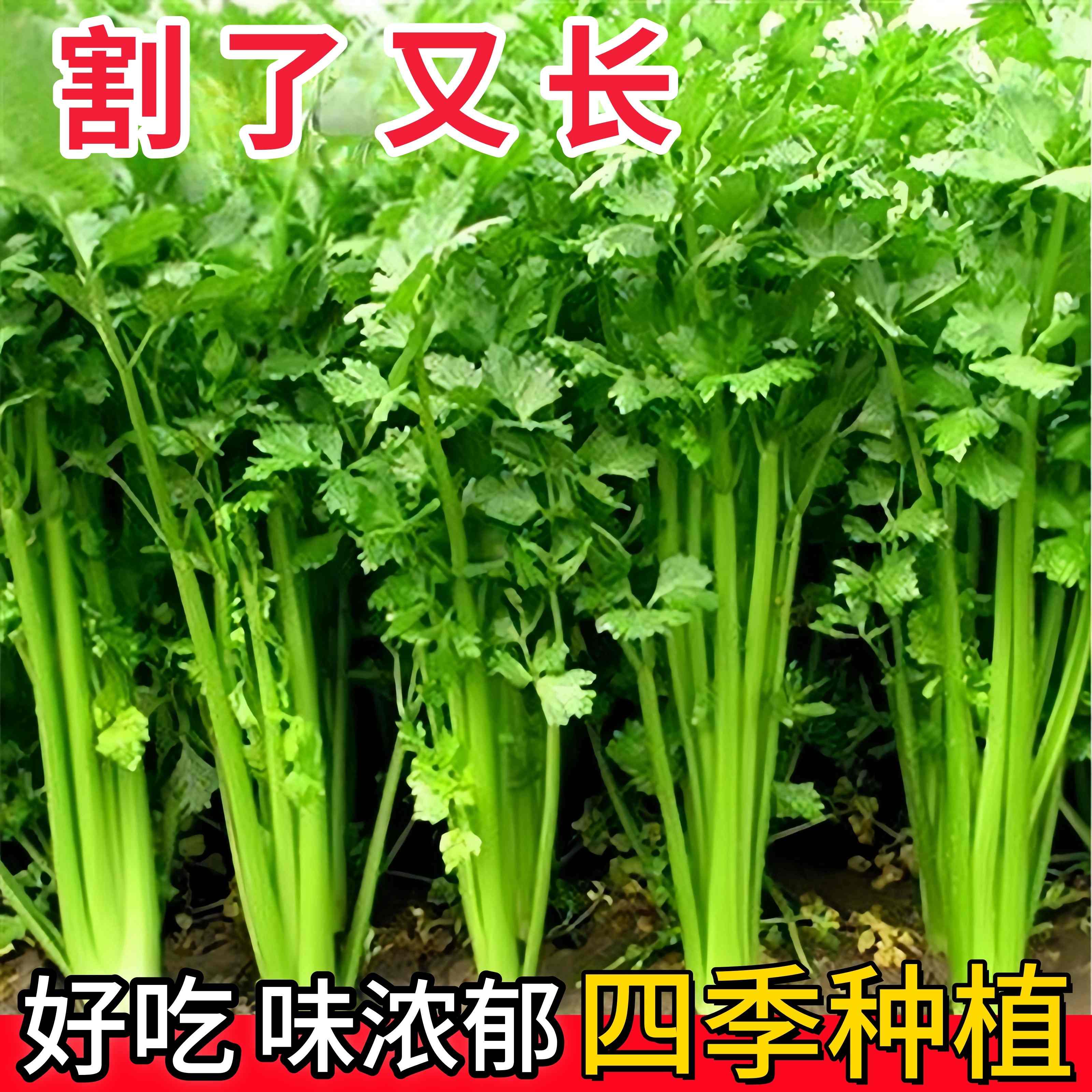 芹菜种孑四季小香籽阳台庭