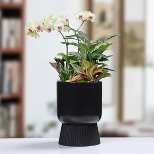 家用室内桌面北欧简约绿植蝴蝶兰兰花盆栽特价 花盆陶瓷懒人盆高款