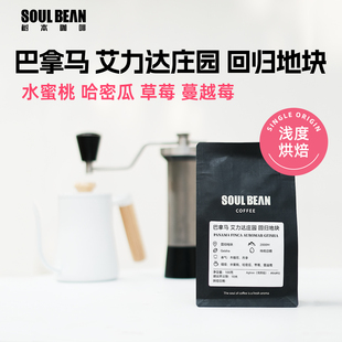 树本 巴拿马艾力达庄园日晒瑰夏回归地块批次精品手冲咖啡豆100g