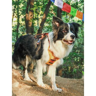 金六六王八壳遛狗狗的牵引绳宠物小中大型犬胸背带防爆冲外出神器