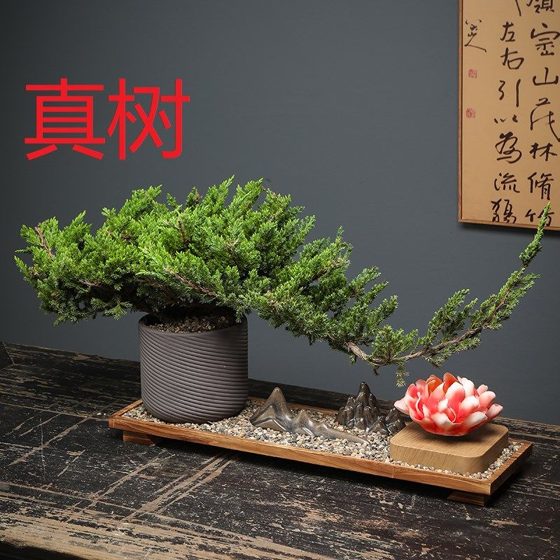 新中式真树迎客松花朵磁悬浮地柏盆景摆件玄关客厅办公室造景装饰