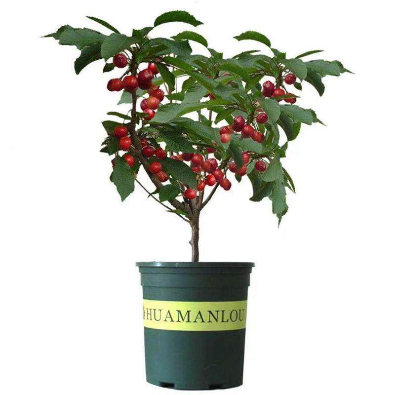 云南车厘子树苗南方北方种植盆栽庭院果树黑珍珠嫁接树苗大樱桃苗