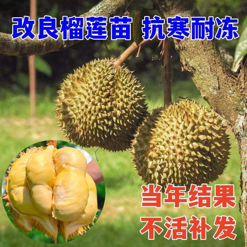 抗寒榴莲树苗当年结果地栽盆栽南