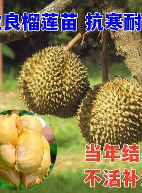 抗寒榴莲树苗当年结果地栽盆栽南方北方种植猫山王金枕头果树苗