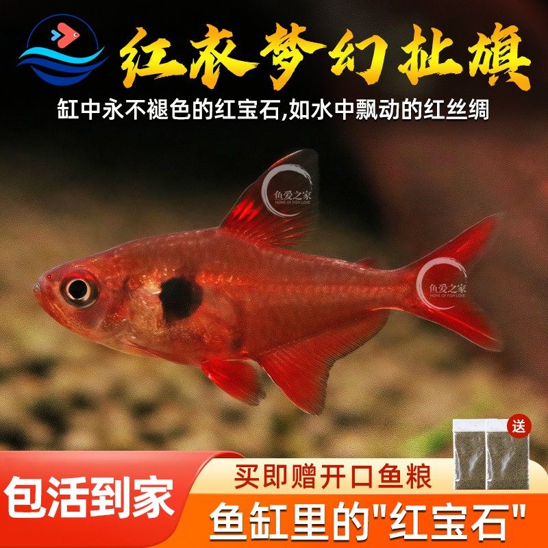 红衣梦幻旗鱼活体鱼梦幻扯旗灯鱼热带鱼观赏鱼小型鱼淡水鱼群游鱼,宠物/宠物食品及用品,鱼,淘宝优惠券,粉丝福利购,淘宝优惠卷
