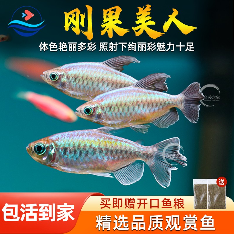 刚果美人热带鱼观赏鱼电光美人