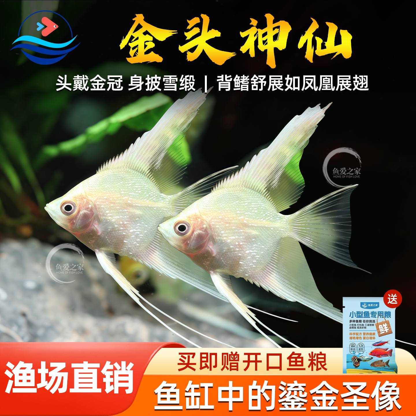 金头神仙鱼热带观赏鱼神仙燕鱼水草缸活体宠物神仙小型群游鱼活体