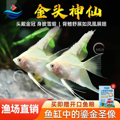 金头神仙鱼热带观赏鱼