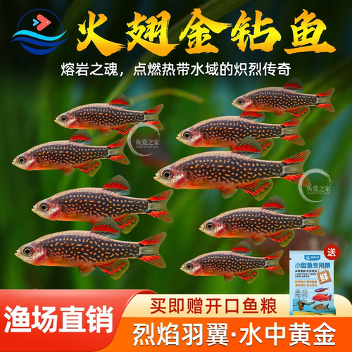 火翅金钻鱼银河斑马鱼热带观赏鱼