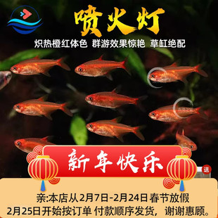 喷火灯鱼热带鱼观赏鱼活体淡水小型鱼草缸群游鱼灯鱼好养的小鱼苗