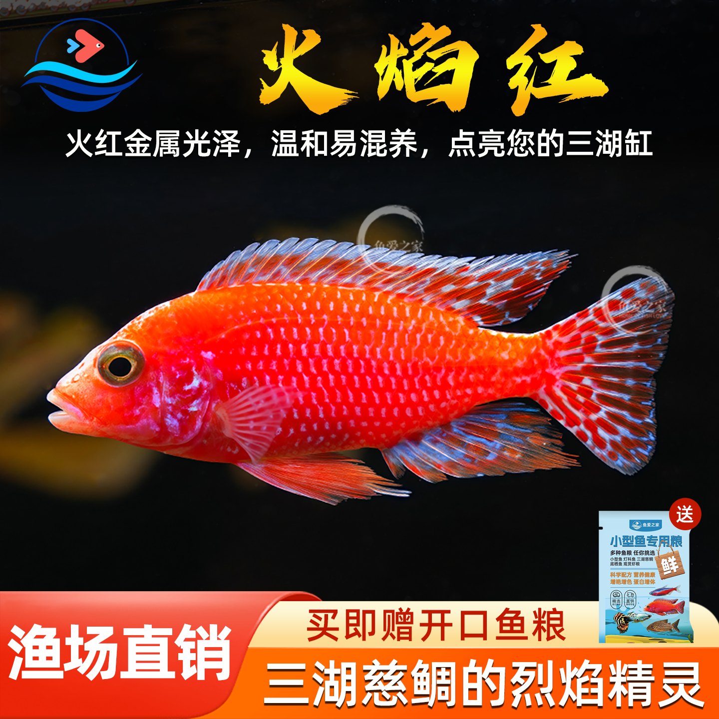 龙血火焰红三湖慈鲷鱼热带淡水鱼水族鱼缸观赏鱼宠物鱼活体龙血红 - 实物图