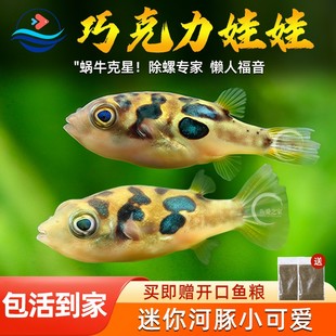 巧克力娃娃鱼小型热带鱼迷你宠物河豚观赏小鱼草缸除蜗牛杂螺工具