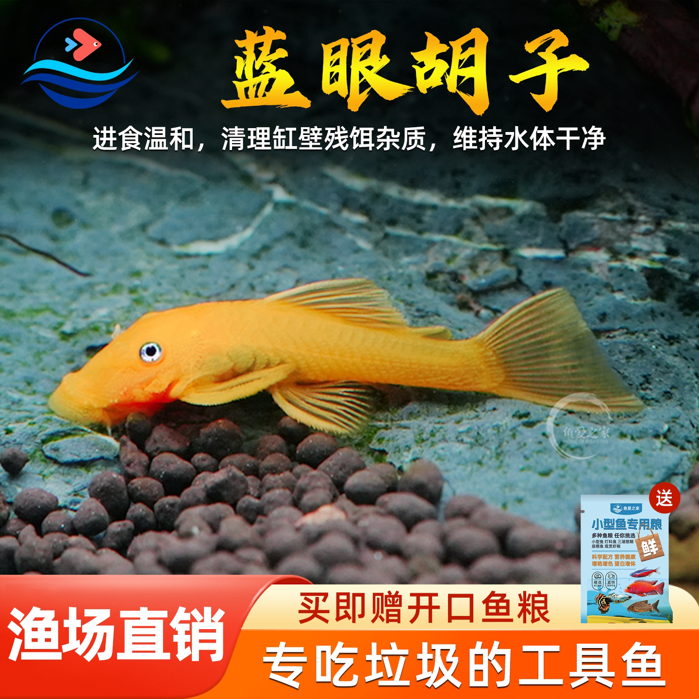 蓝眼黄金胡子鱼清缸除藻热带小型淡水鱼清道夫观赏清洁工具鱼