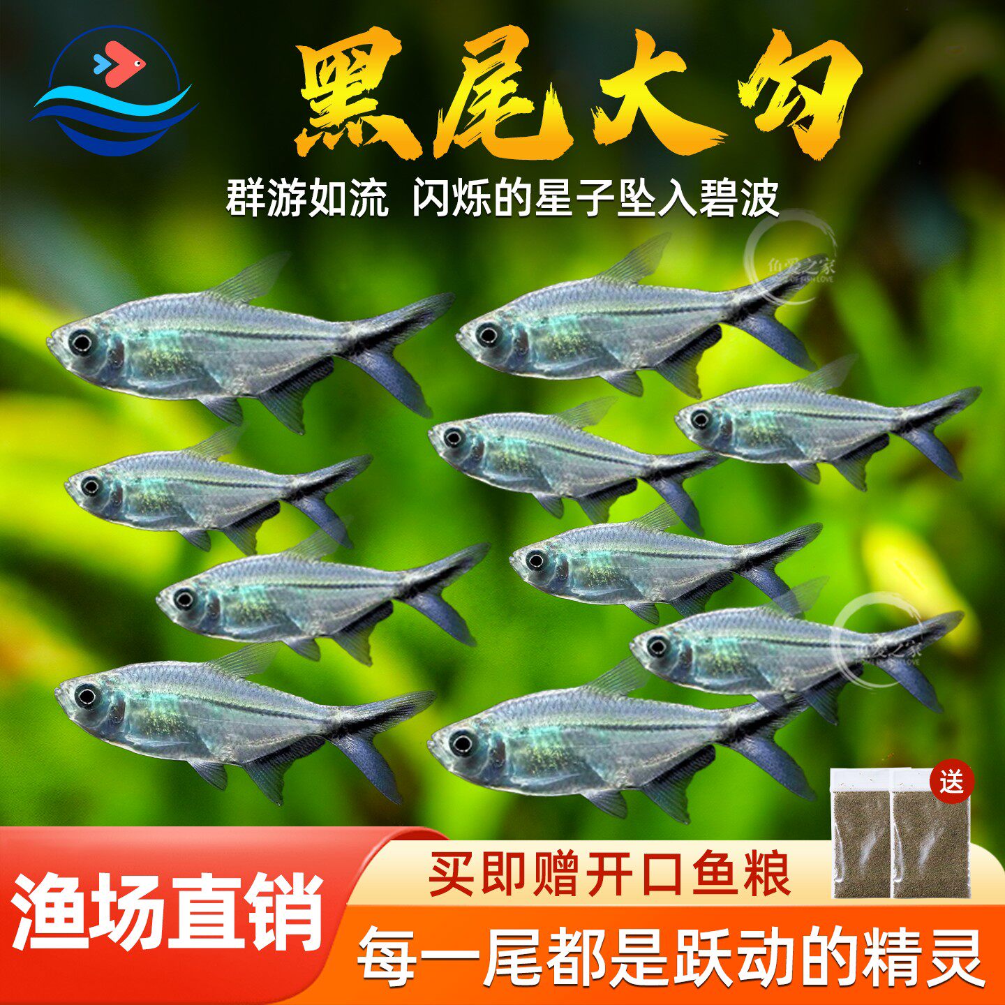 黑尾大勾群游鱼草缸热带观赏鱼淡水鱼缸小型活体宠物小鱼红绿灯鱼