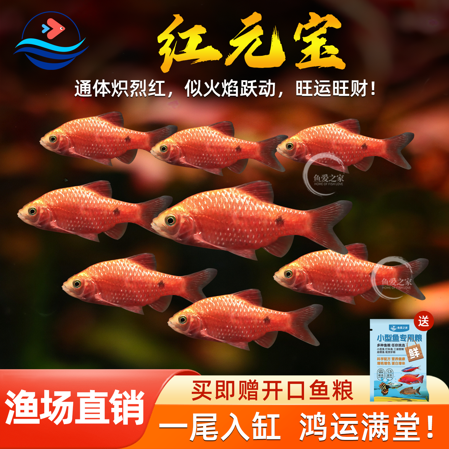红元宝鱼观赏鱼广温玫瑰鲫鱼闯缸新手鱼好养耐活耐寒小型草缸鱼苗