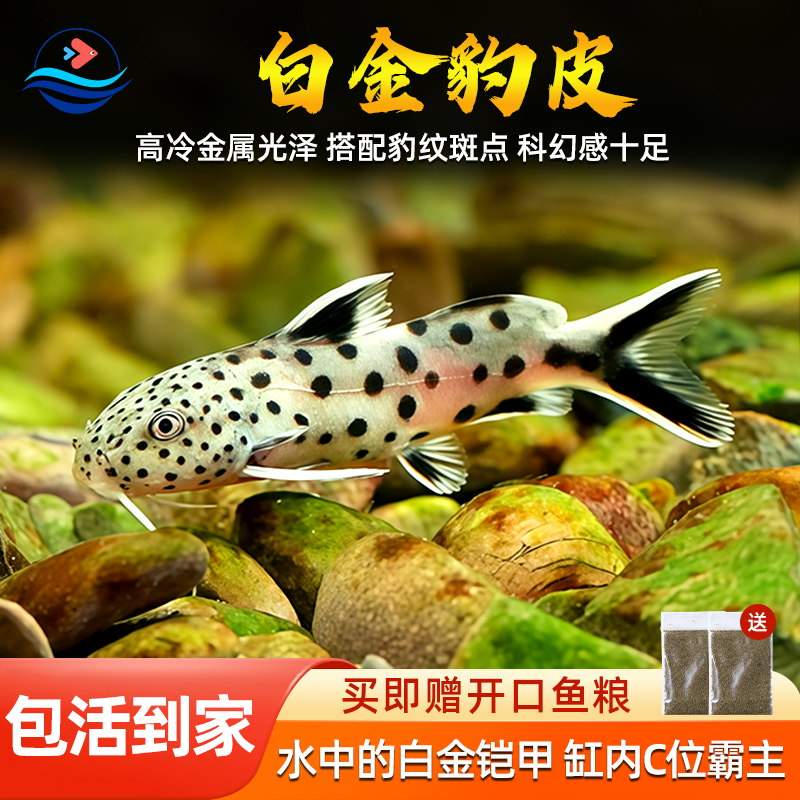 南美白金豹皮鱼反游猫倒吊猫底栖清洁垃圾热带鱼观赏活体好养耐活