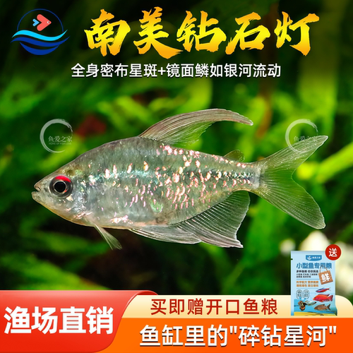 南美钻石灯高端灯科鱼观赏鱼
