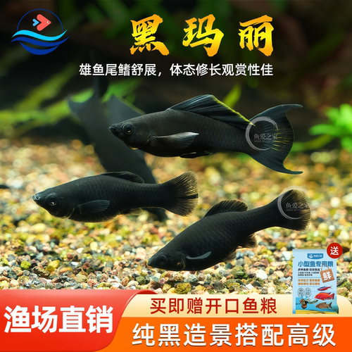 黑玛丽鱼热带胎生好养耐活