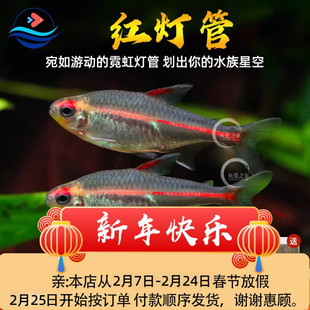 红灯管鱼霓虹灯鱼热带观赏鱼小型鱼草缸群游鱼好养活体鱼新手推荐