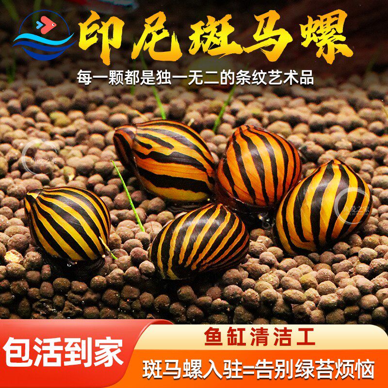 进口斑马螺除藻螺活体鱼缸清洁工冷水淡水吃粪便观赏螺清洁斑马螺