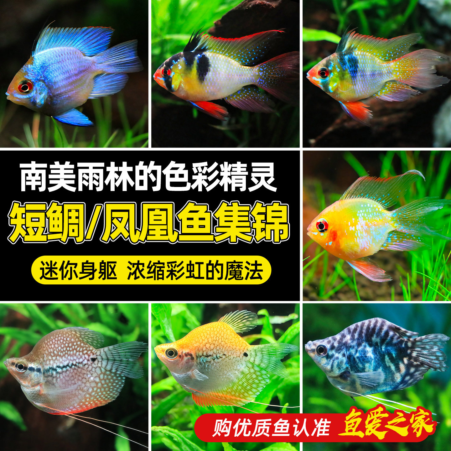 金波子宝蓝球短鲷荷兰凤凰球鱼阿凡达小型热带观赏鱼鱼缸宠物小鱼,宠物/宠物食品及用品,鱼,淘宝优惠券,粉丝福利购,淘宝优惠卷