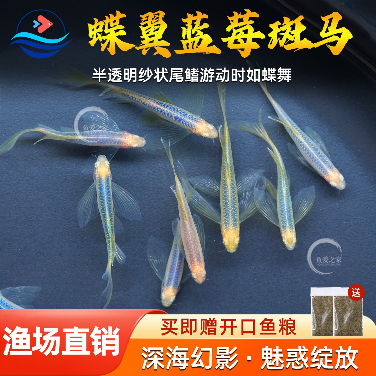 蓝莓蝶翼长尾斑马鱼热带鱼