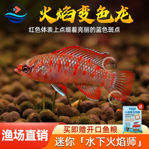 火焰变色龙小型鱼观赏热带鱼