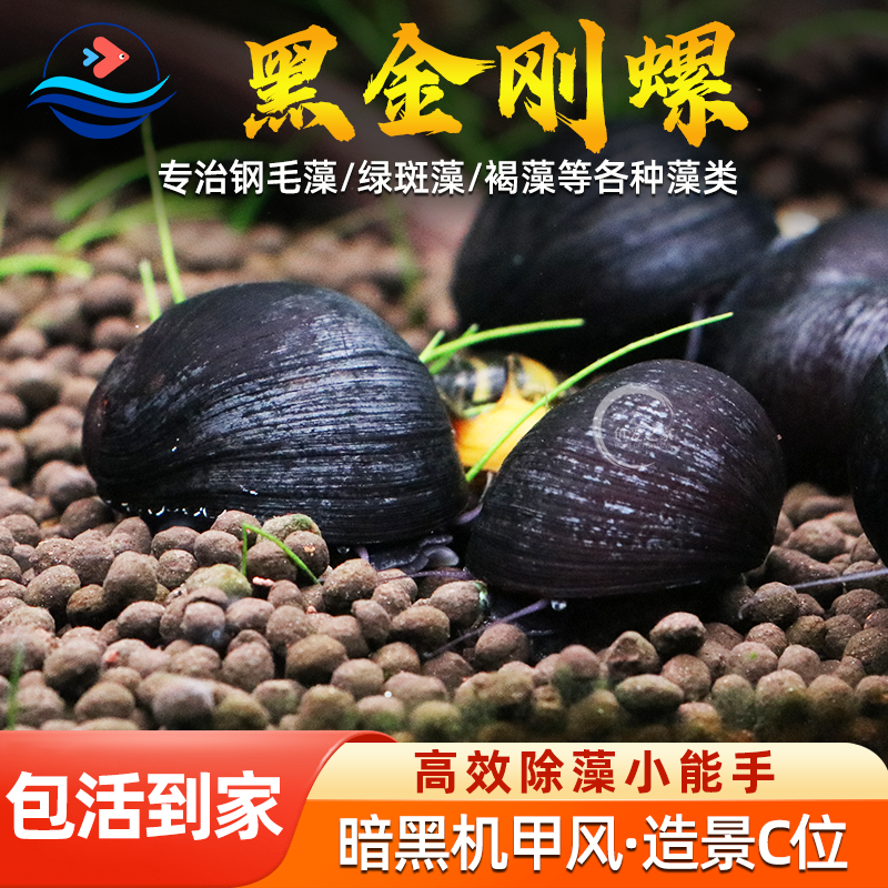 热带观赏活体清洁草缸不吃水
