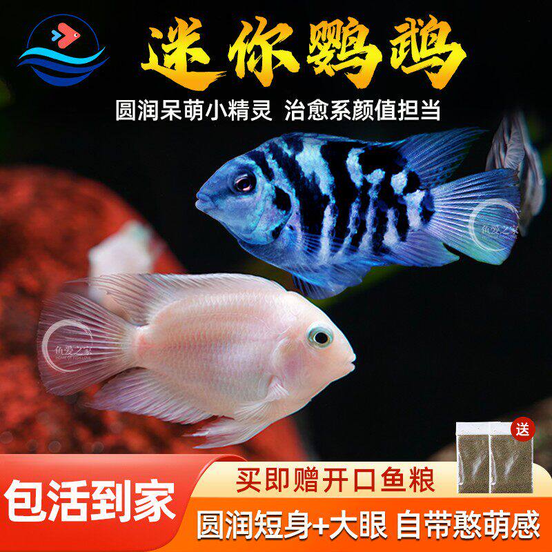 迷你鹦鹉鱼观赏鱼小型淡水热带观赏鱼苗三湖慈鲷宝蓝白金公母小鱼
