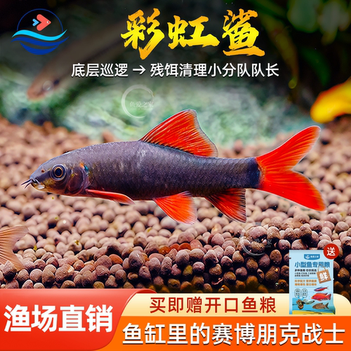 彩虹鲨鱼清道夫热带观赏鱼