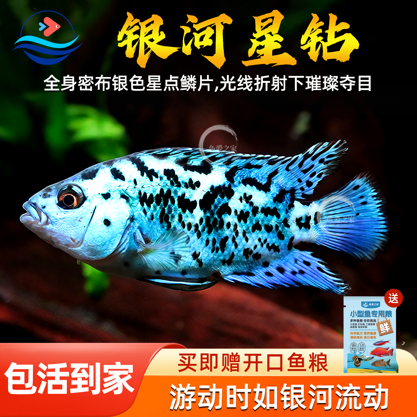 银河星钻鱼三湖慈鲷坦鲷淡水蝴蝶观赏鱼慈鲷鱼新手好养短鲷活体