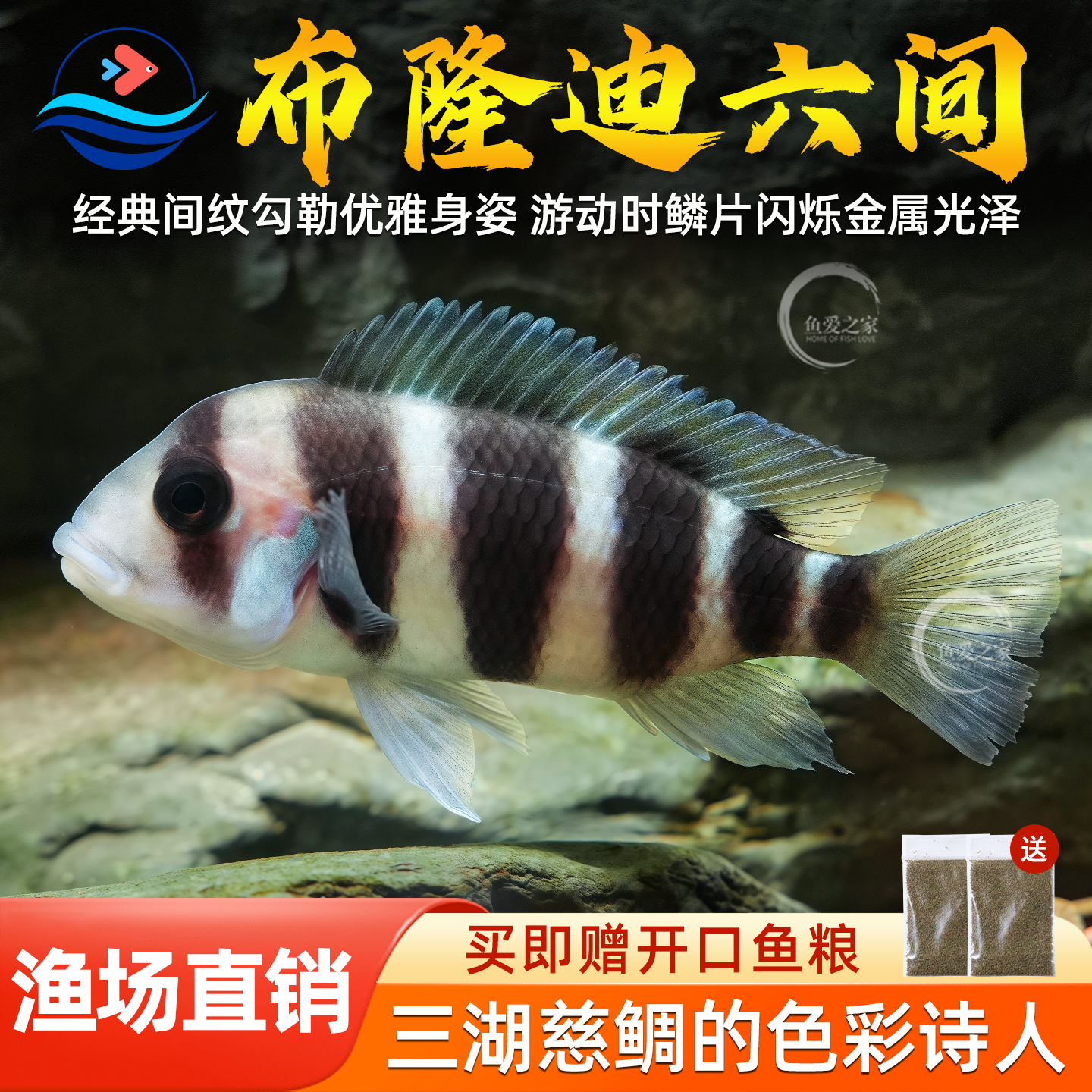 三湖慈鲷鱼布隆迪六间鱼