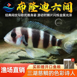 三湖慈鲷鱼布隆迪六间鱼鹅头皇冠坦鲷鱼缸活体热带观赏宠物小型鱼