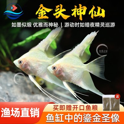 金头神仙鱼热带观赏鱼