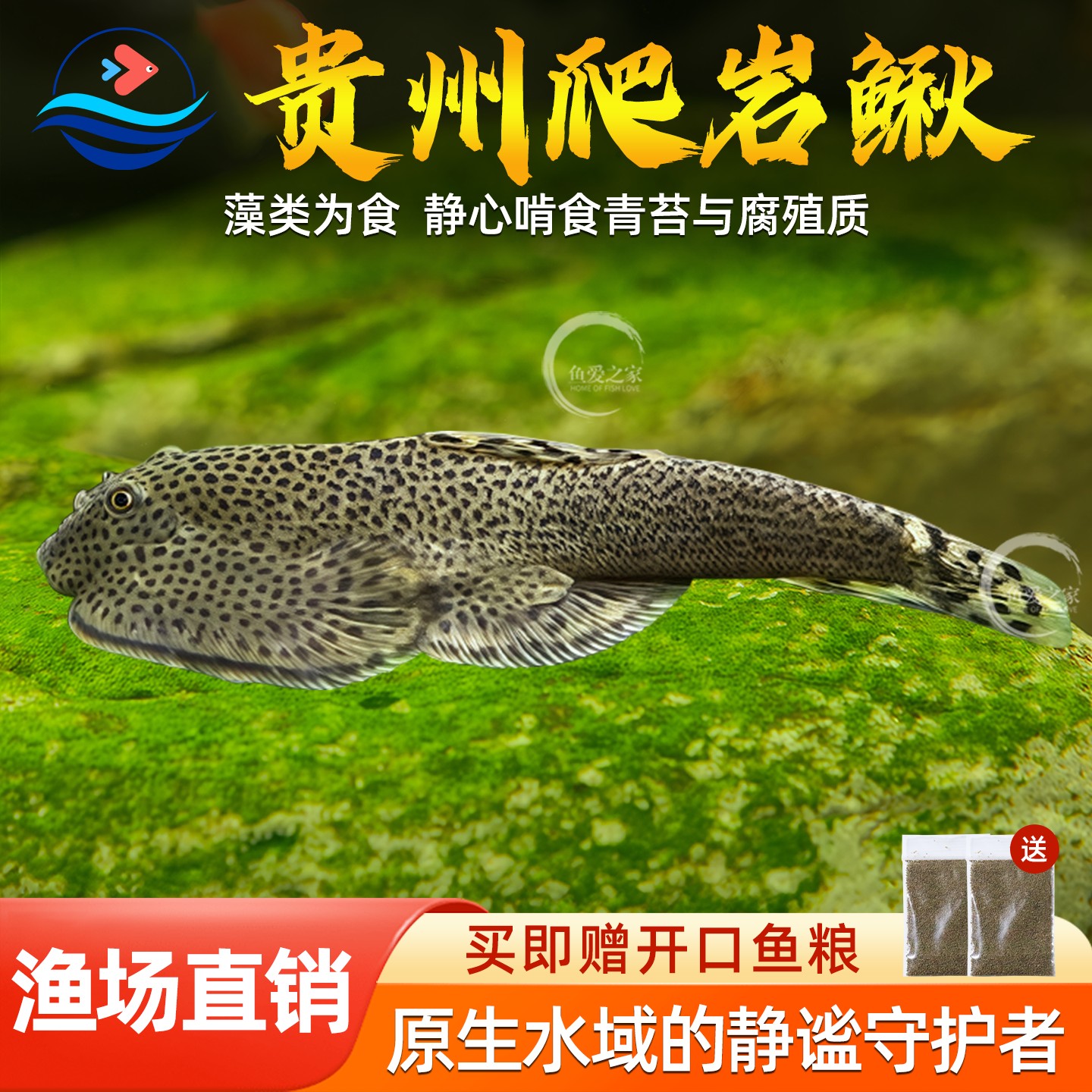 贵州爬岩鳅双吸盘冷水清道夫鱼