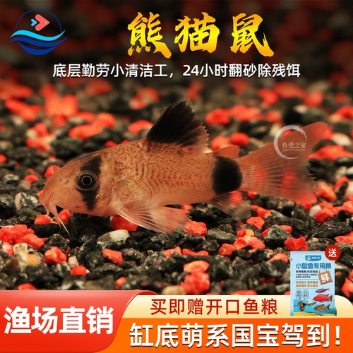熊猫鼠鱼清洁工具鱼花椒鼠