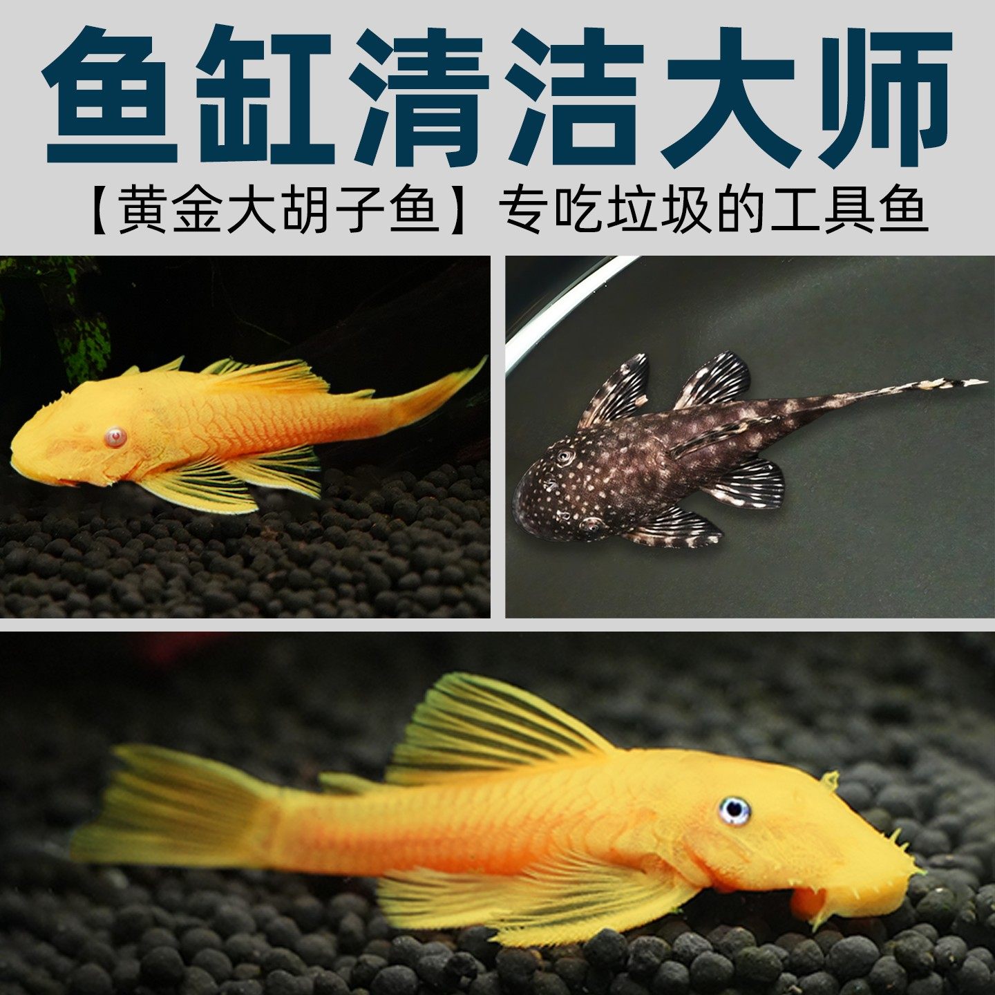 黄金胡子鱼大胡子鱼清洁鱼缸