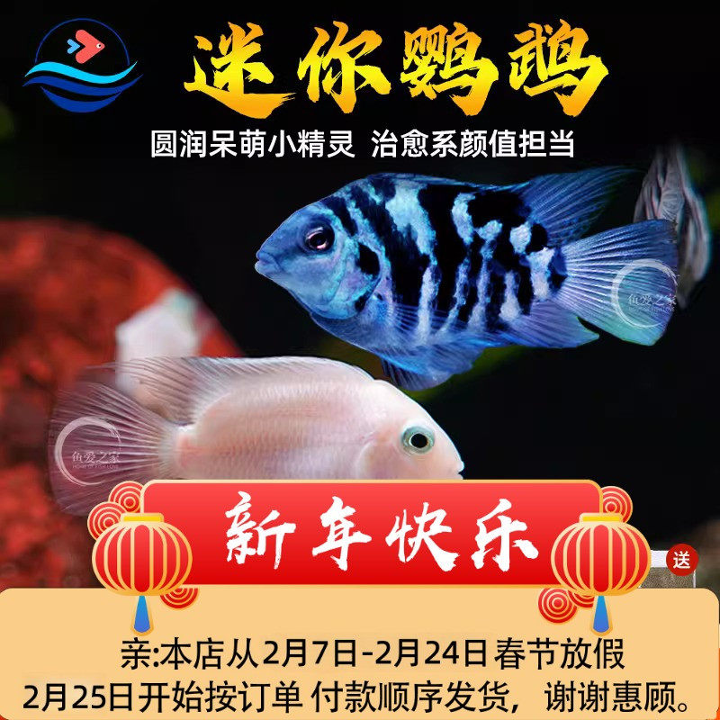 迷你鹦鹉鱼观赏鱼小型淡水热带观赏鱼苗三湖慈鲷宝蓝白金公母小鱼