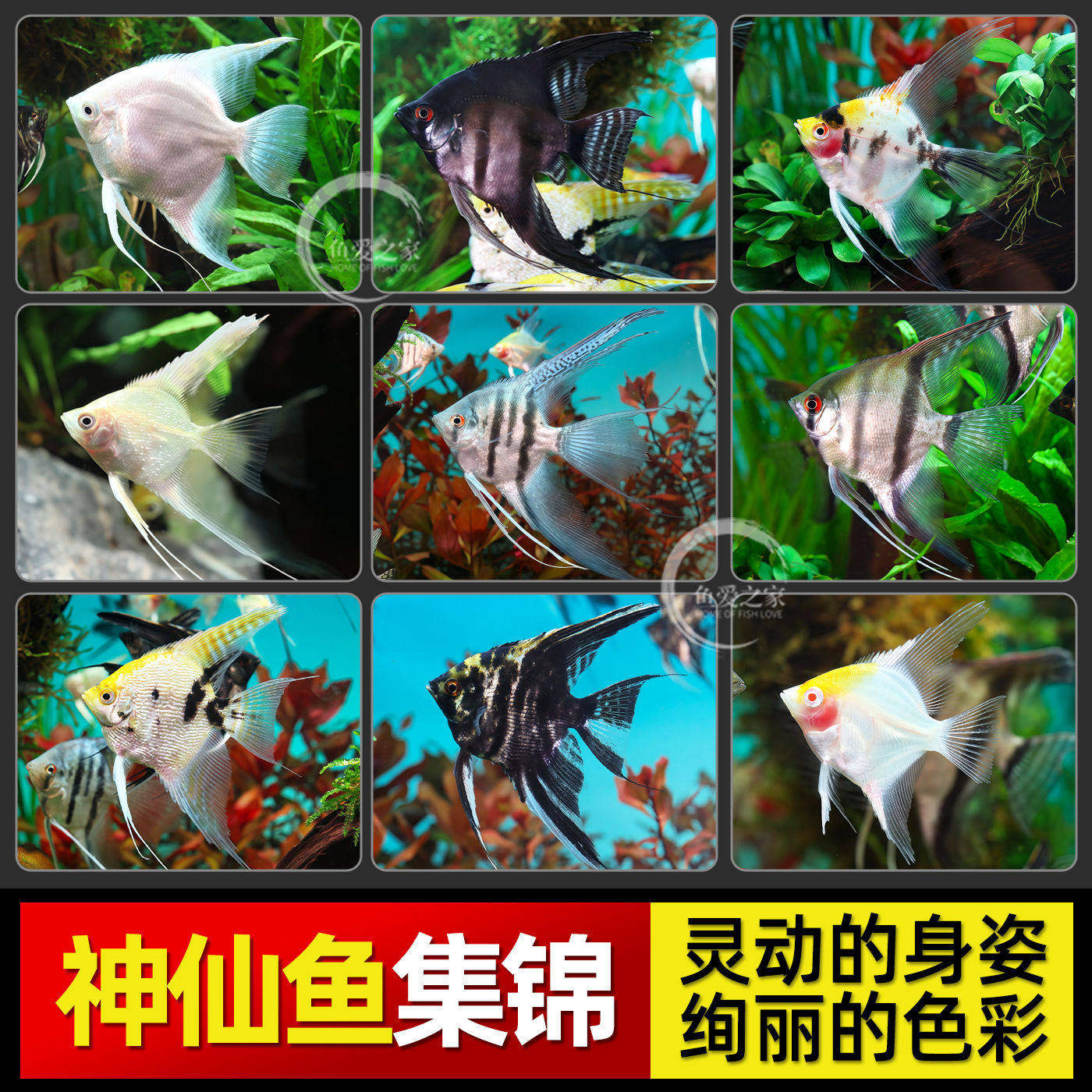 神仙鱼活鱼大型燕鱼秘鲁三色热带观赏鱼小型淡水好养七彩神仙活体