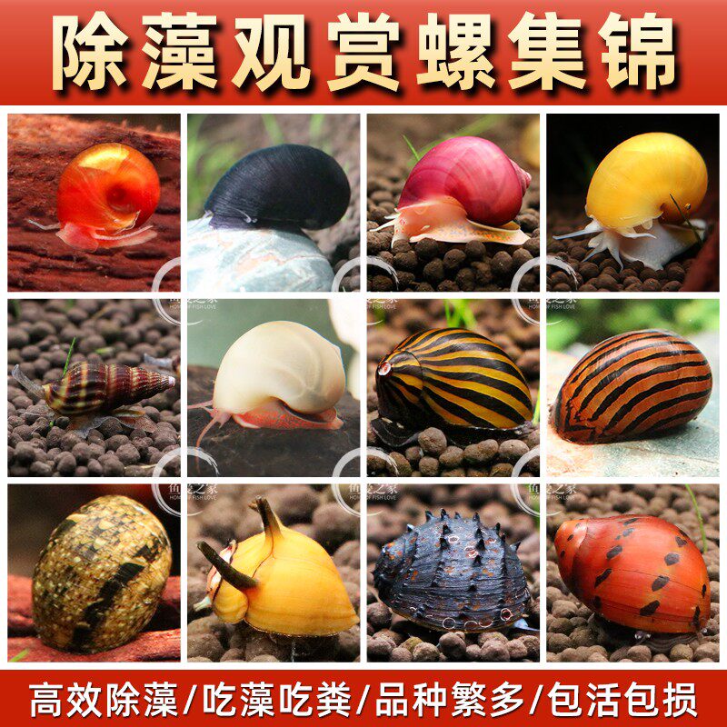 观赏螺蜗牛宠物活体黄金螺除藻螺紫纹螺淡冷水好养耐活工具观赏螺