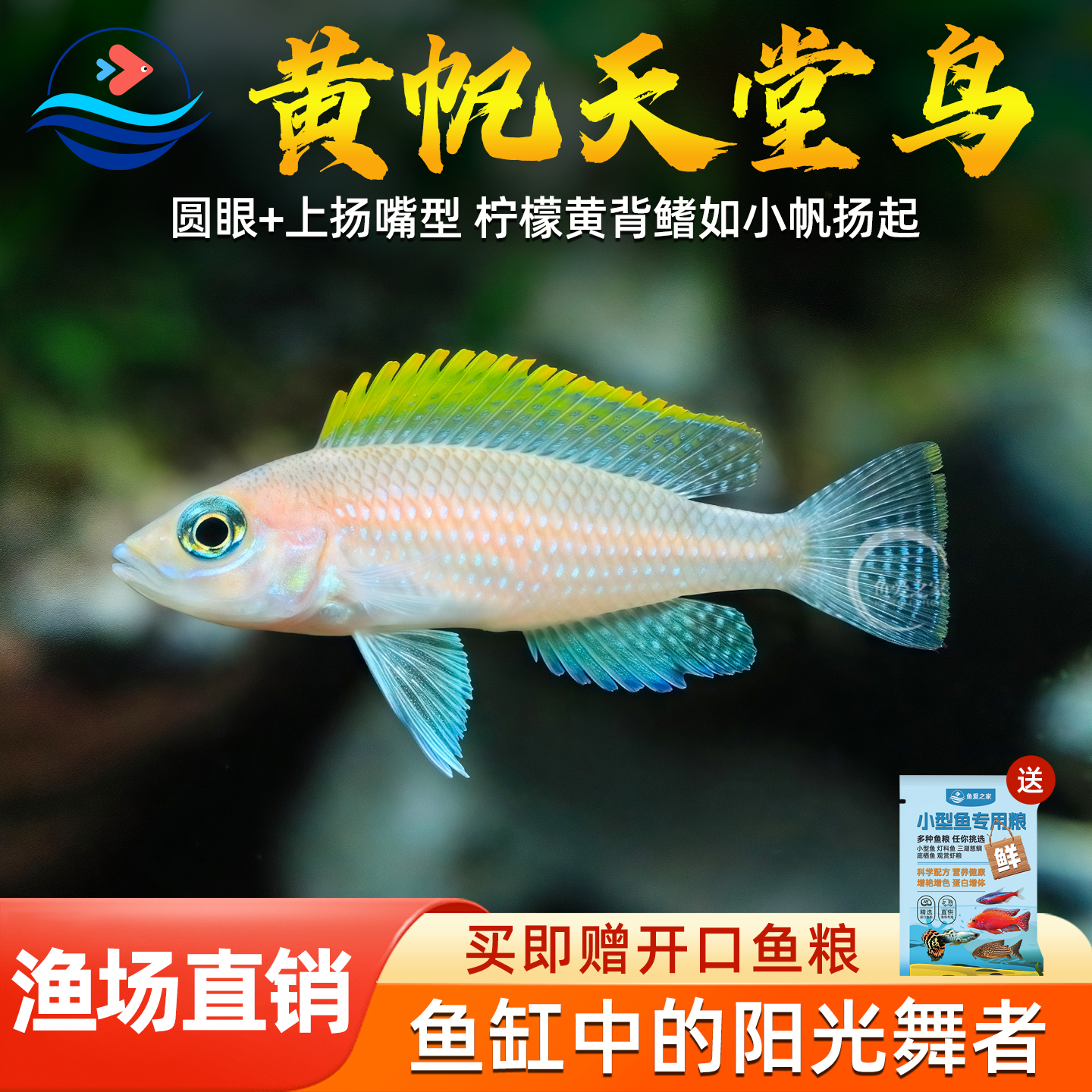 黄帆天堂鸟三湖慈鲷活体鱼非洲坦鲷观赏鱼水族淡水宠物小型群游鱼