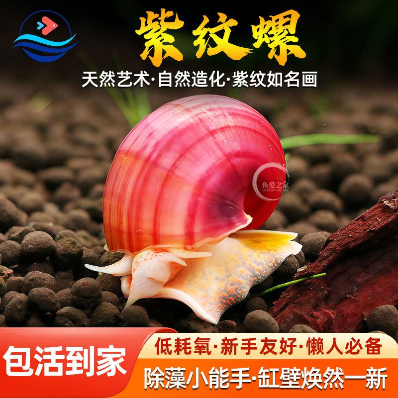 紫纹螺观赏宠物紫衣百合螺