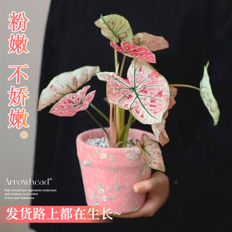 草莓之心彩叶芋盆栽种球网红绿植室内芋类植物花卉粉色阳台好养活
