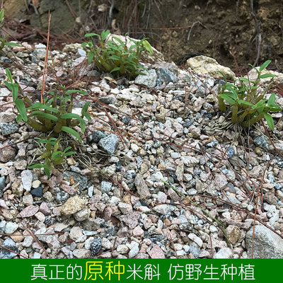 买三送一四年霍山米斛苗原种米斛非组培苗四年25株矮壮品种超铁皮