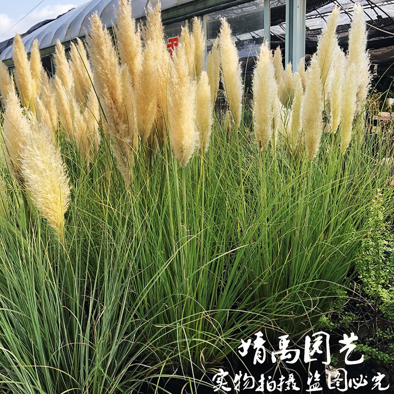 观赏草【矮蒲苇】花叶芦s苇耐旱耐寒耐热喜光庭院花镜花园别墅造