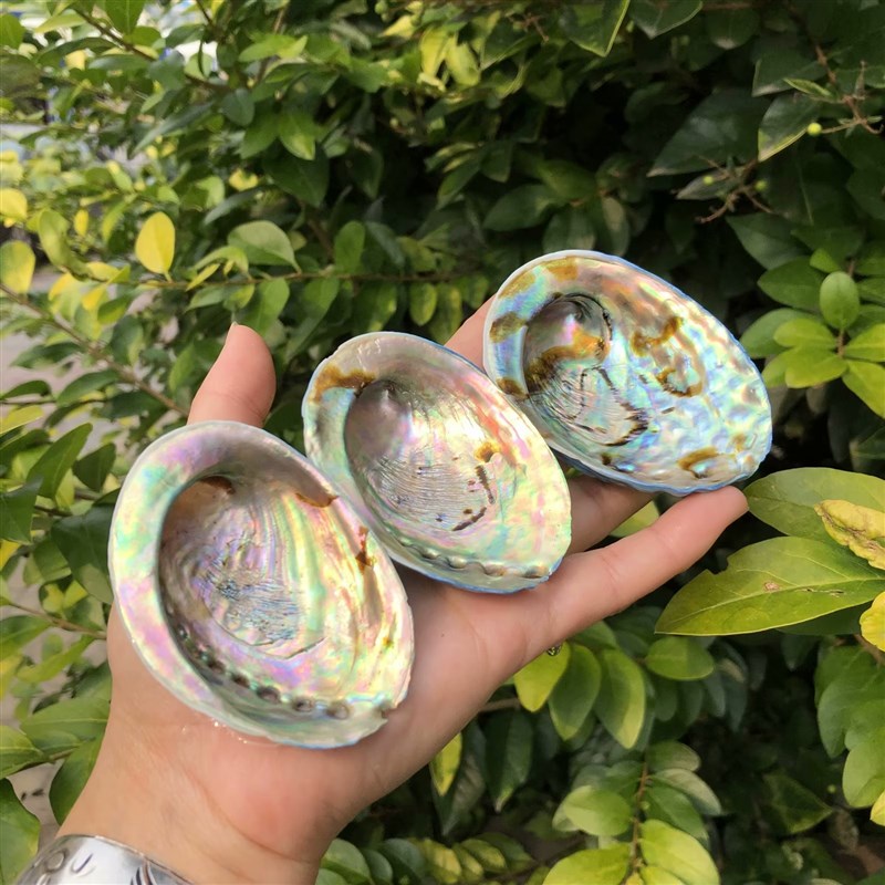 天然蓝色鲍鱼壳纽西兰鲍鱼壳鱼缸水族造景装饰家居收藏拍摄道具