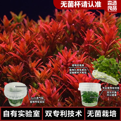 血红宫廷无菌杯水草水族鱼缸生态缸造景后景阳性生态养鱼专用水草