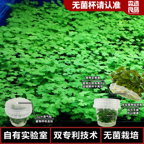 自有实验室无菌培植，双专利组培技术