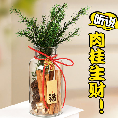 肉桂生财摆件桂皮发财瓶子招财玻璃瓶diyN材料办公桌卧室送女友